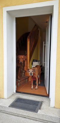 Hundeschule Marion Hartmann, Tipps für den Alltag, Hunde zu Hause