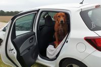 Hundeschule Marion Hartmann, Tipps für den Alltag, Hunde im Auto